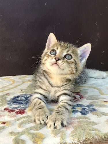 Scottish tabby kitten 