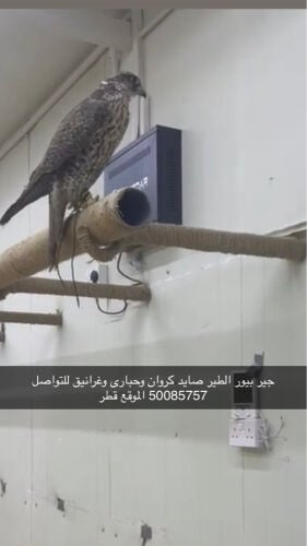 جير بيور 