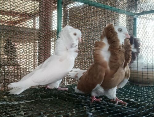 Indonesia pigeon