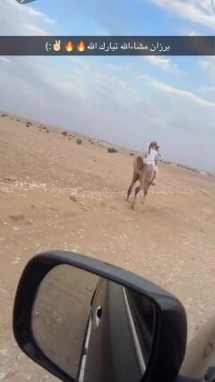 حصان عربي للبيع حااار 