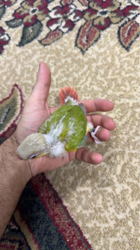 فرخ كنيور باينابل الوصف مهم