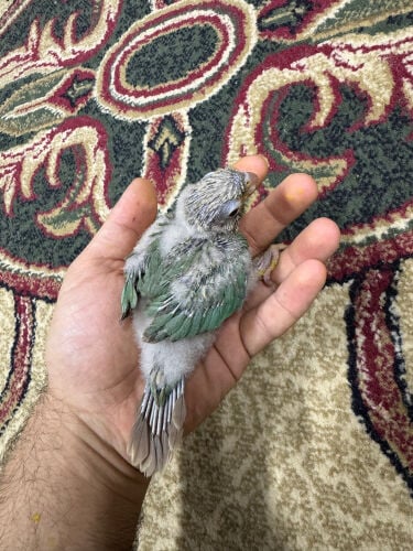 فرخ كنيور سبلت مون