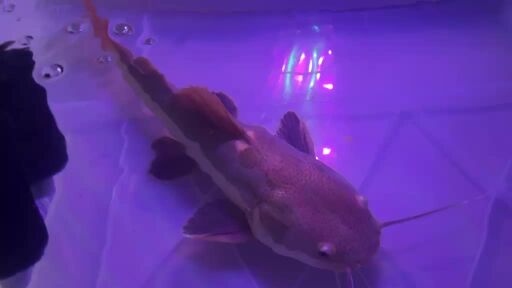 Red tail catfish