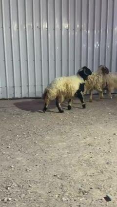 للبيع اضاحي سوريه