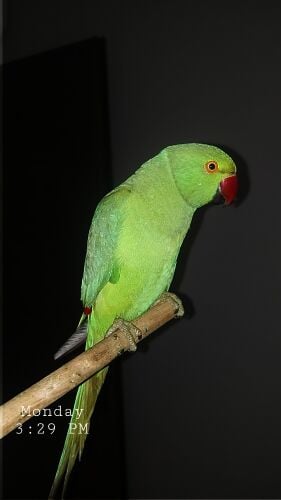 ٢ بغباء دره