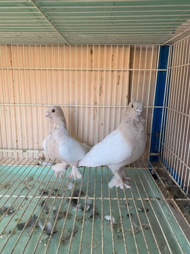 Satinette confirm breeding pair