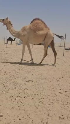 للبيع ناقه لقحه