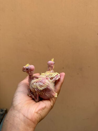 cocktail chick