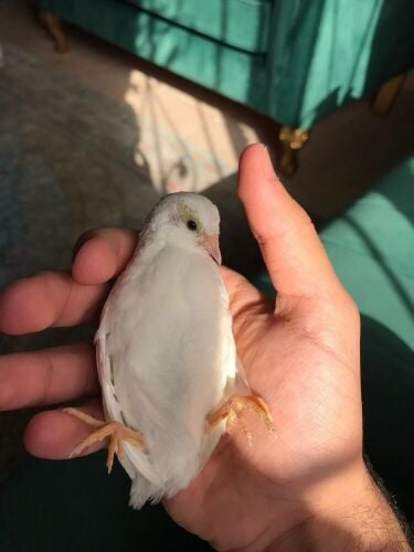 dwarf quail
