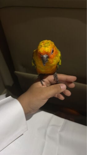 لولي 