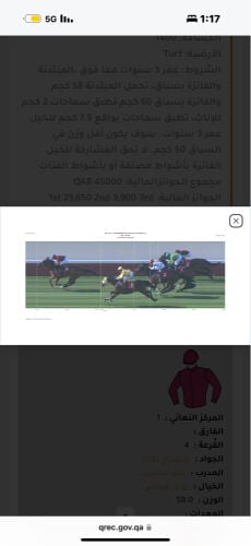 حصان ثيربرد مستورد 
