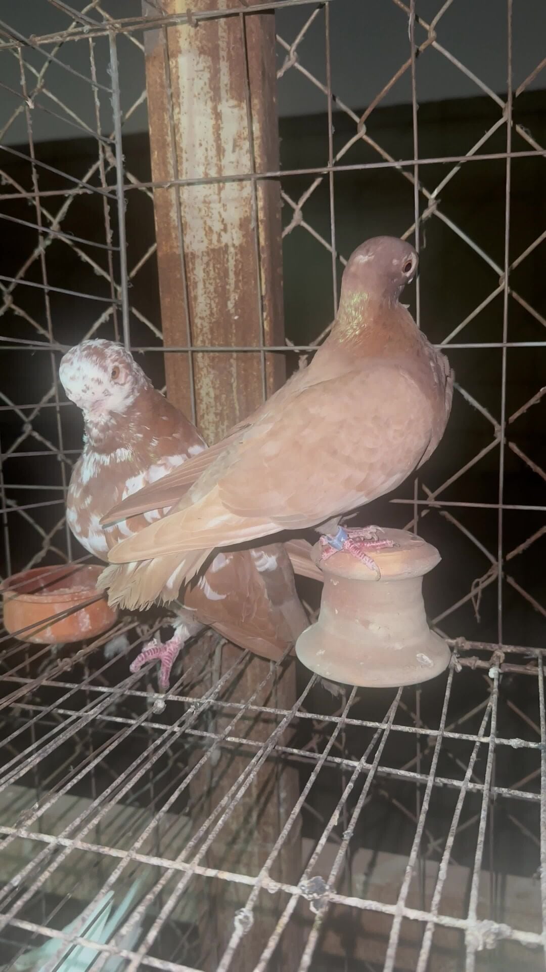 زوج بوم 