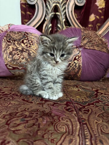 cats
