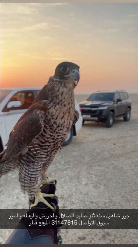 جير شاهين 