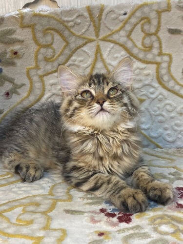 max siberian