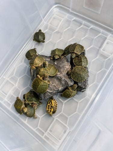 turtle 