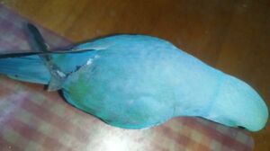 Indian ring neck parrot blue