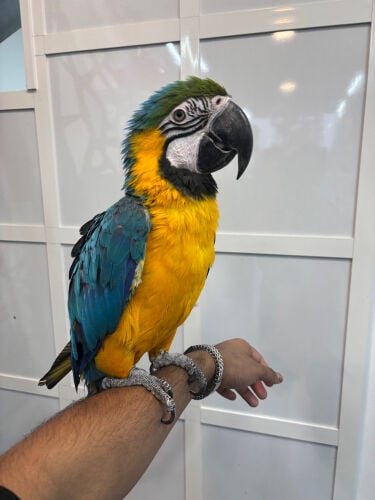 MACAW PARROT