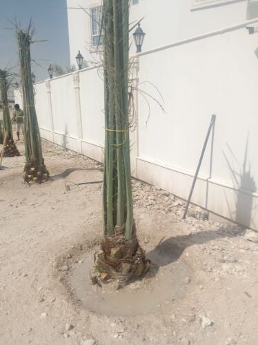 منسق حديقة وعمل شبكة الري