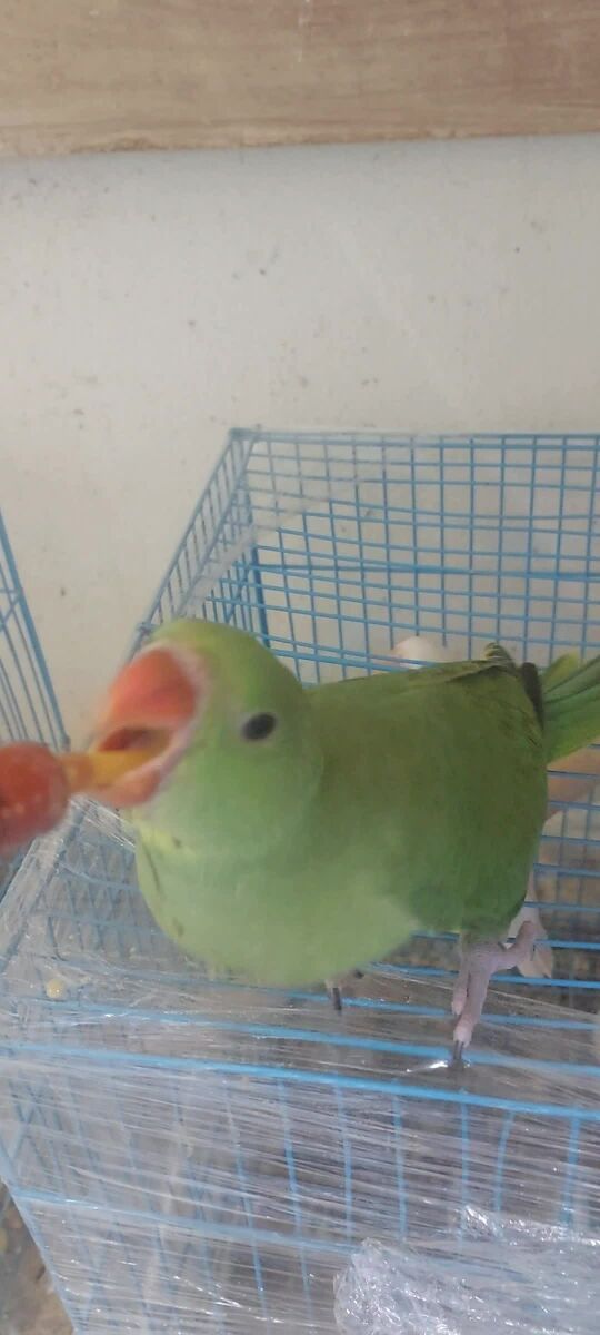 ringneck baby for sale