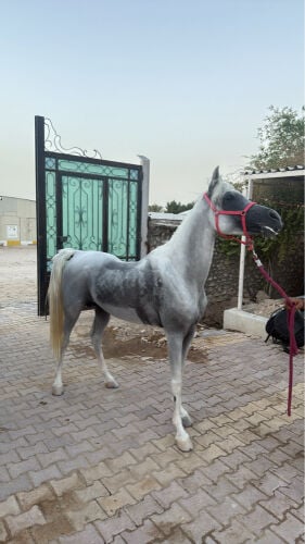 فحل مع جواز ركوب