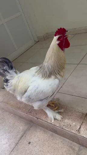 دياكة براهما (ابيض)