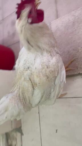 ديك تركي ابيض