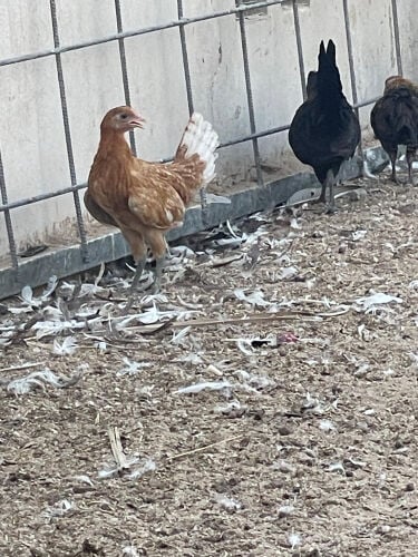 دجاج بلدي