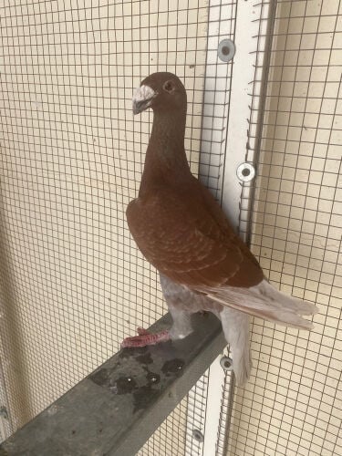 Sale Pigeons Urgent