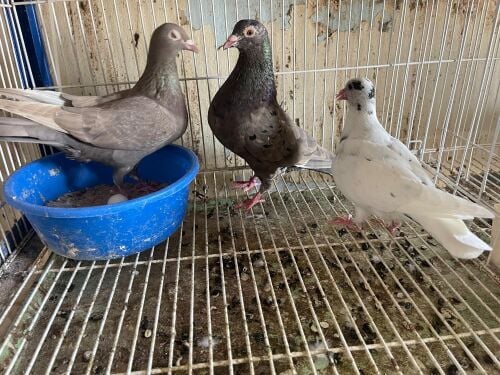 zajal breeding pair with baby