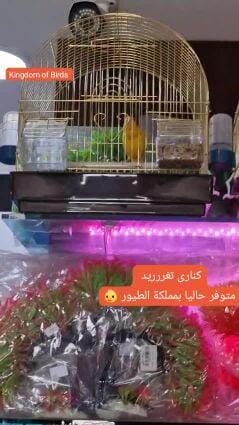 كنارى تغريد