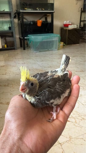 cocktailchick