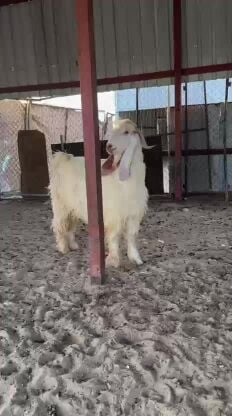 فحل عارضي ابيض
