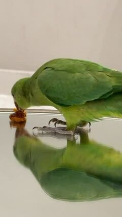 Green Indian Ringneck Parrot