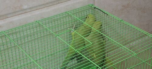 two ringneck parrots