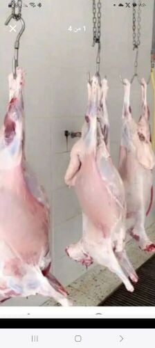 قصاب خرفان وجماال وعجول