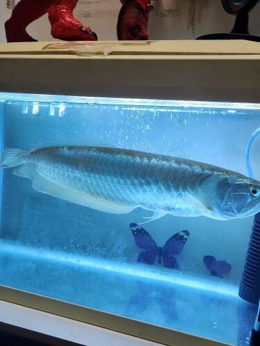 Pearl Silver Arowana