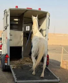 خدمة توصيل الخيول 