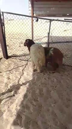 للبيع خرفان 