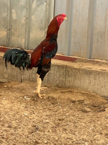 ديك فايتر