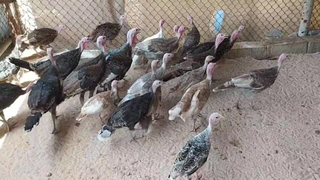 للبيع رمي 