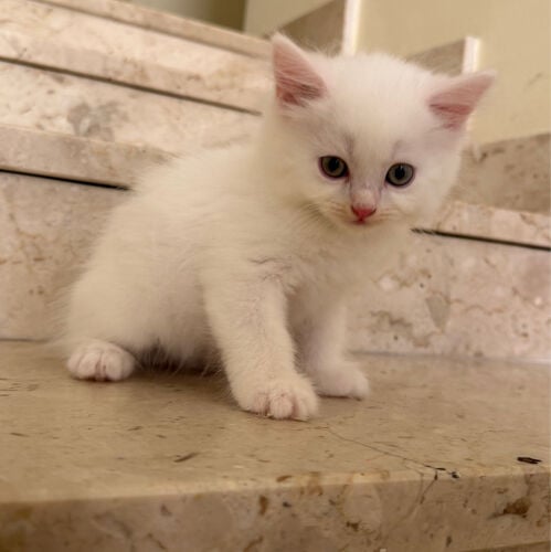 Shirazi Male Cat 