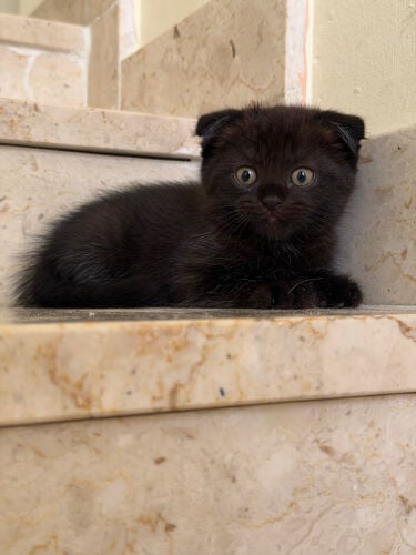 Male - Scottish Fold Cat
