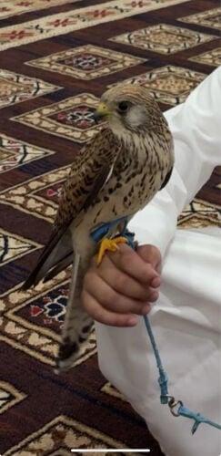 شرياس وحش 