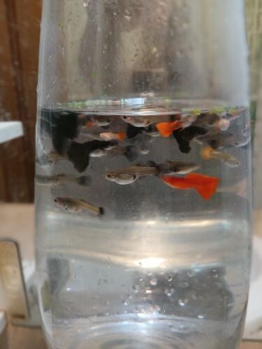 fish guppy