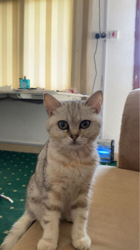 cat for sell