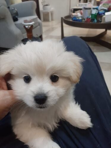 Maltese puppy age 2.5 months