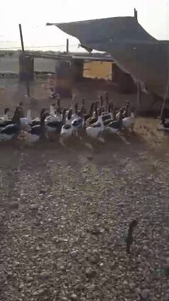 وز للبيع