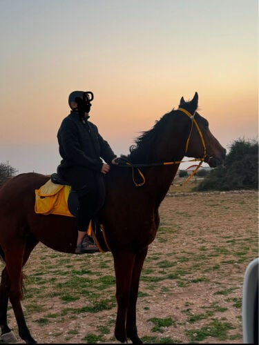 خيل انقليز هادي في الركوب ممتاز