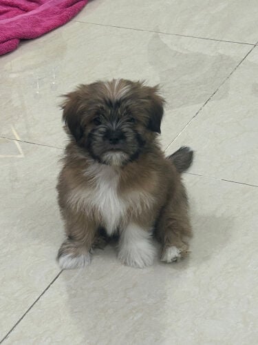 maltese puppy 